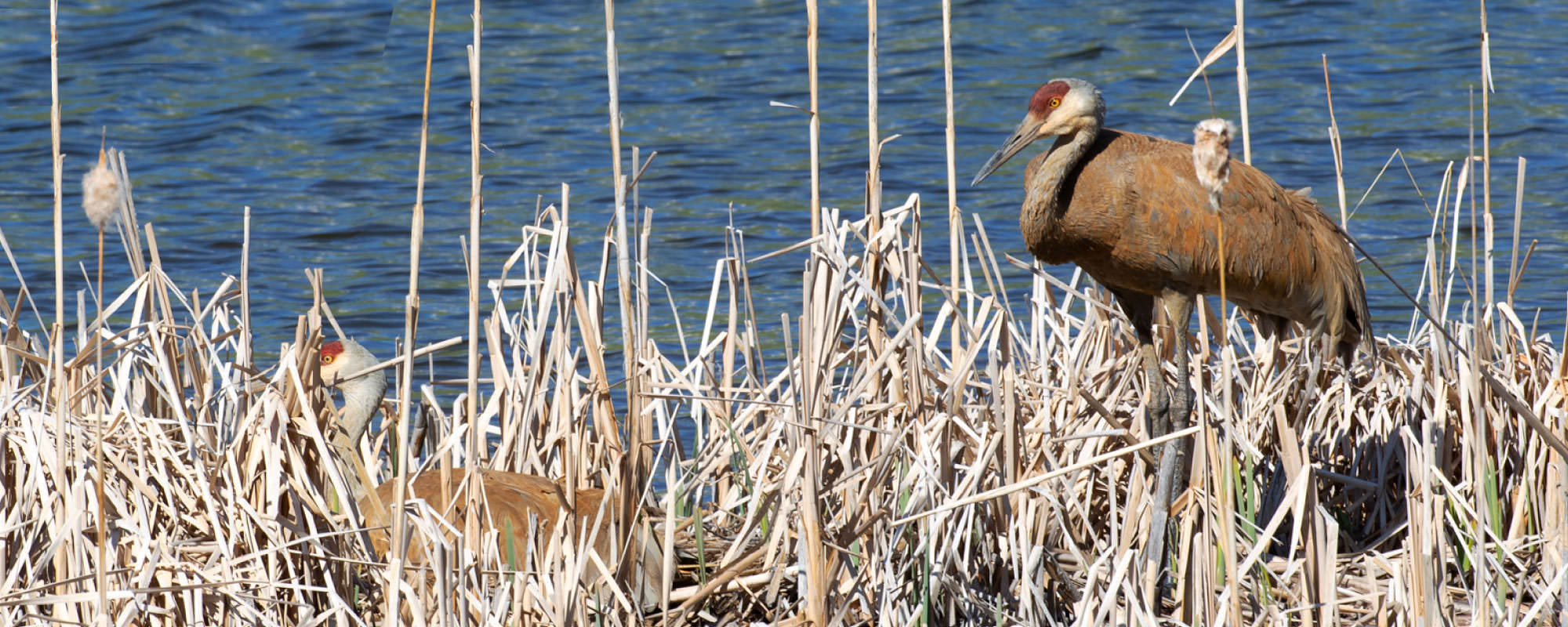 Crane Videos + Calls Colorado Crane Conservation Coalition