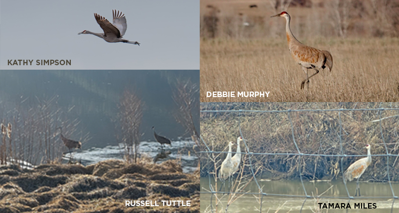 1st crane website collage 2026v2